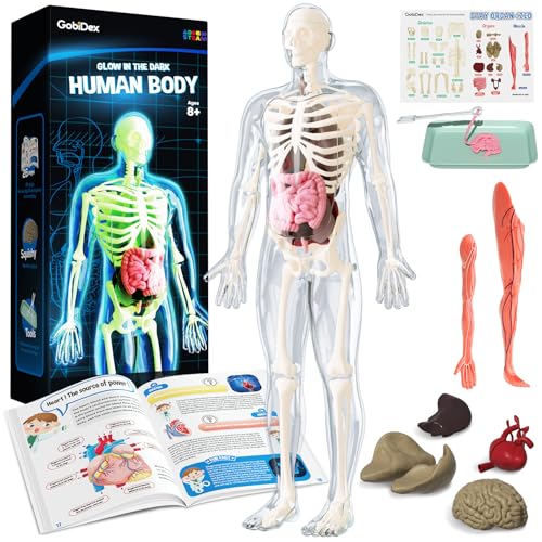GobiDex Skeleton Model Kit